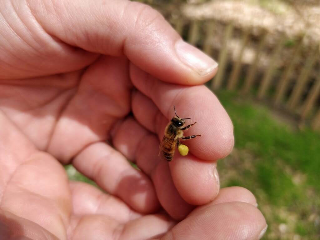 A honeybee with a load of yellow pollen on its leg, resting on a fingertip